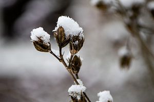 Schnee tops