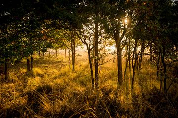 Cold autumn morning