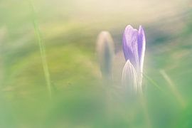 Dreamy purple crocus in bloom by Fotografiecor .nl