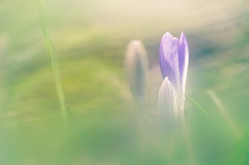 Dreamy purple crocus in bloom