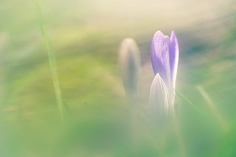 Verträumter lila Krokus in Blüte von Fotografiecor .nl