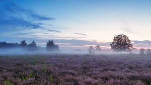 In der Morgendämmerung