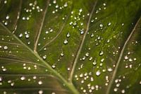 Druppels op blad