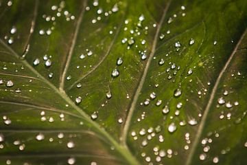 Drops on leaf by Reversepixel Photography