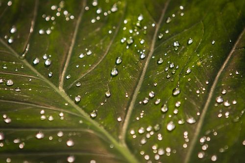 Drops on leaf