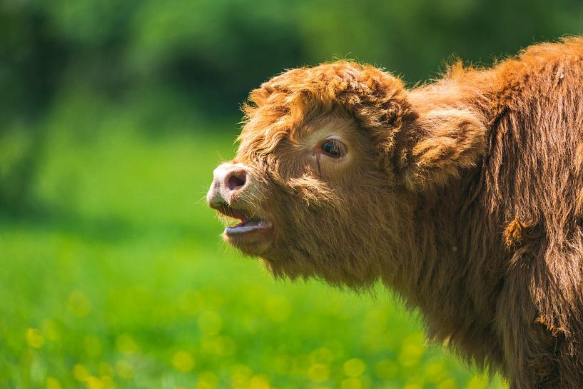 Jeune Highlander écossais par Ingmar de Vegte | Fotografie & Design