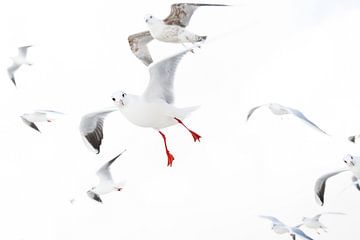 Gulls by Judith Borremans