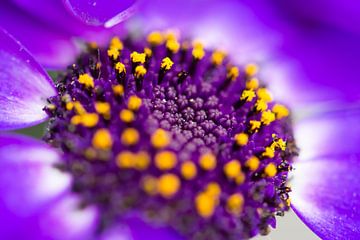 Lila Blume mit gelben Punkten von Isabella Tahmassian