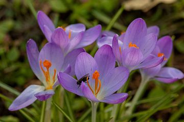 very beautiful flowers with a Beast on them