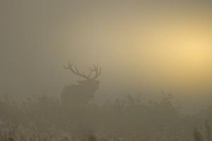 Burlend edelhert tijdens een mistige zonsopkomst van John van de Gazelle