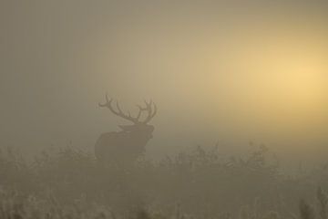 Burlend edelhert tijdens een mistige zonsopkomst van John van de Gazelle