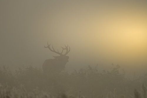 Burlend edelhert tijdens een mistige zonsopkomst