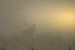 Wühlende Rothirsche bei einem nebligen Sonnenaufgang von John van de Gazelle