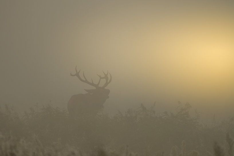 Burlend edelhert tijdens een mistige zonsopkomst van John van de Gazelle fotografie