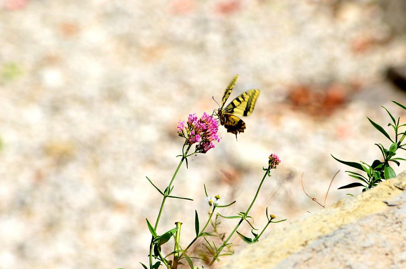 Vlinder in Italië by Nicole de Leest