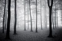 Herfst bos. 