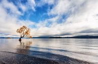 Lake Wanaka by Cho Tang thumbnail
