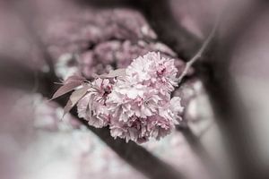 Kirschblüten im Detail von Melanie Viola