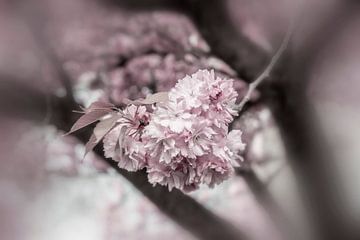 Les fleurs de cerisier en détail sur Melanie Viola