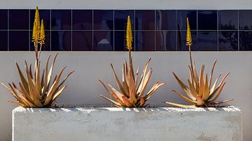 Aloe vera, succulent met geneeskrachtige eigenschappen. van Marjolein Zijlstra