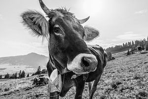 Kuh im Allgäu