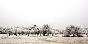 Winterwonderland