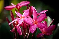 Pink Plumeria