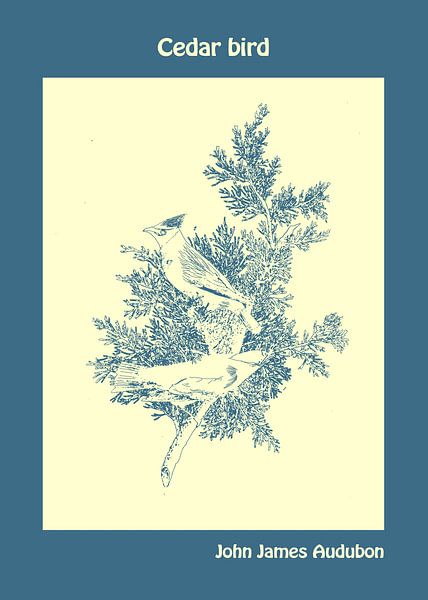 Zedernvogel von John James Audubon von Ornimosa art