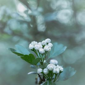 Blumen Teil 441 von Tania Perneel