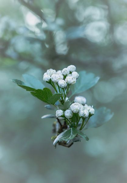 Flowers part 441 by Tania Perneel