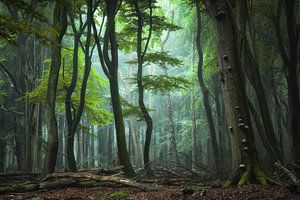 Le portail en vert