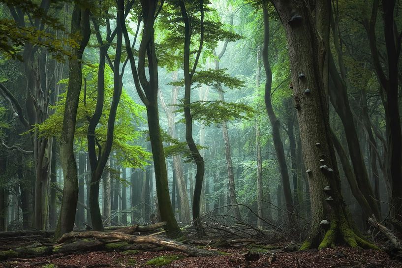 The portal in green by Martin Podt