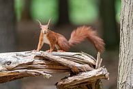 Eichhörnchen im Wald von Mark Bolijn Miniaturansicht