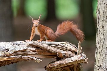 Squirrel in the woods by Mark Bolijn
