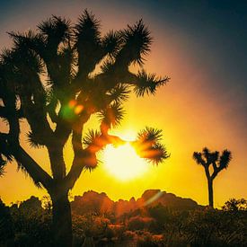 Joshua Tree Sonnenuntergang von Dieter Walther
