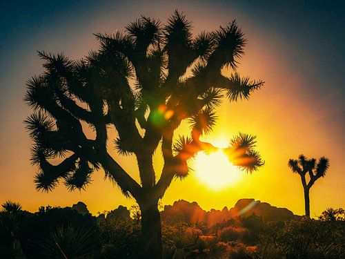 Coucher de soleil de Joshua Tree sur Dieter Walther