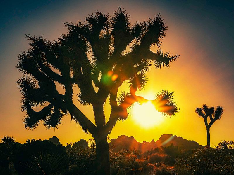 Joshua Tree zonsondergang van Dieter Walther