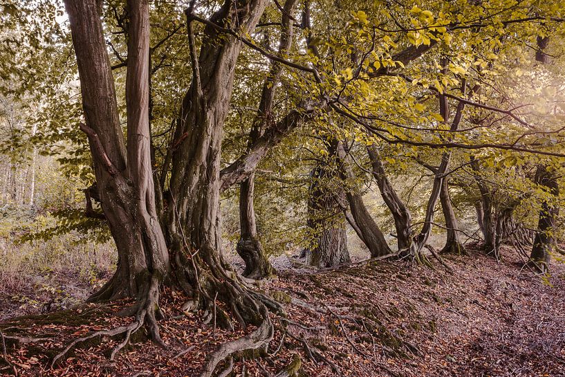Hainbuchen Hecke von Jürgen Schmittdiel Photography