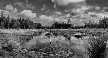 Le Dwingelderveld en noir et blanc sur Humphry Jacobs