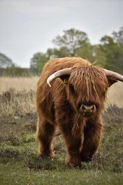 Calf Scottish Highlander by Anouk Poelstra