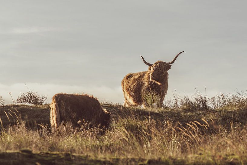 Scottish Highlanders by Dirk van Egmond