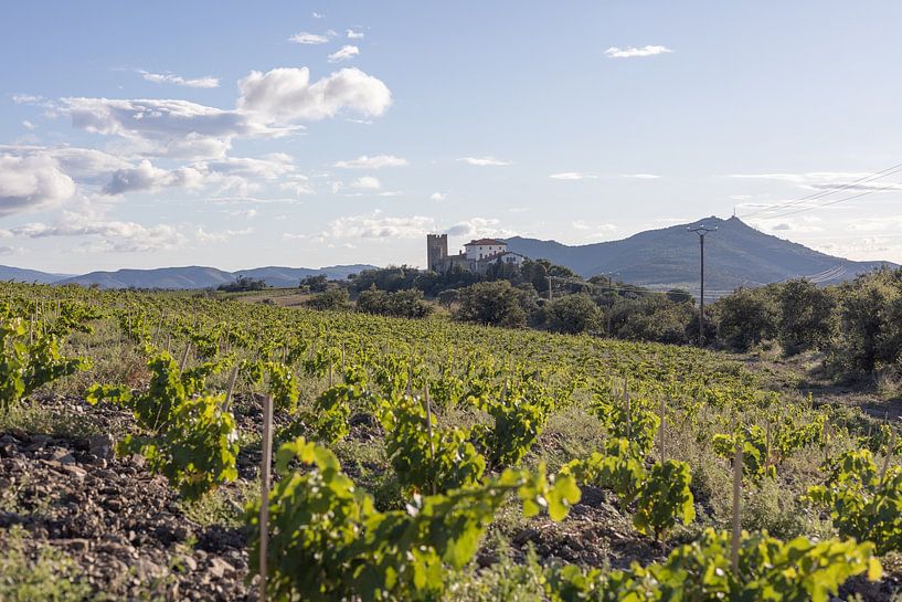 Vignes françaises par Rominique Kea