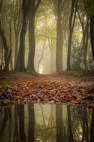 Autumn atmosphere in the forest