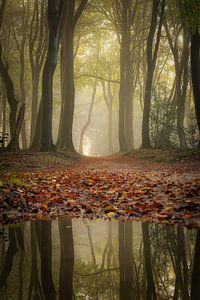 Herbststimmung im Wald