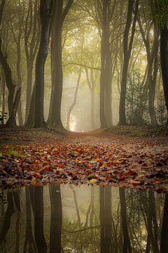 Herfst sfeer in het bos van Eefje John