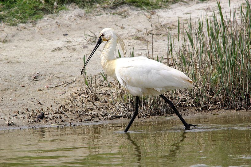 Spooner auf Texel von Leon Verra