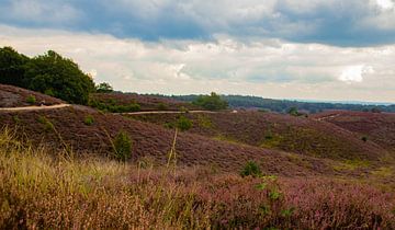 Purple heather, Posbank by Nynke Altenburg
