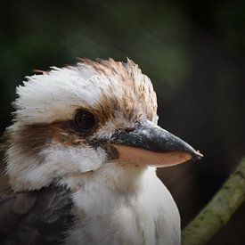 Australische Kookaburra von Tessa Mulder