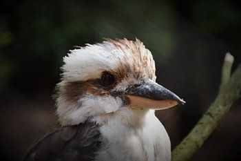 Australische Kookaburra