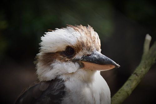 Australische Kookaburra von Tessa Mulder